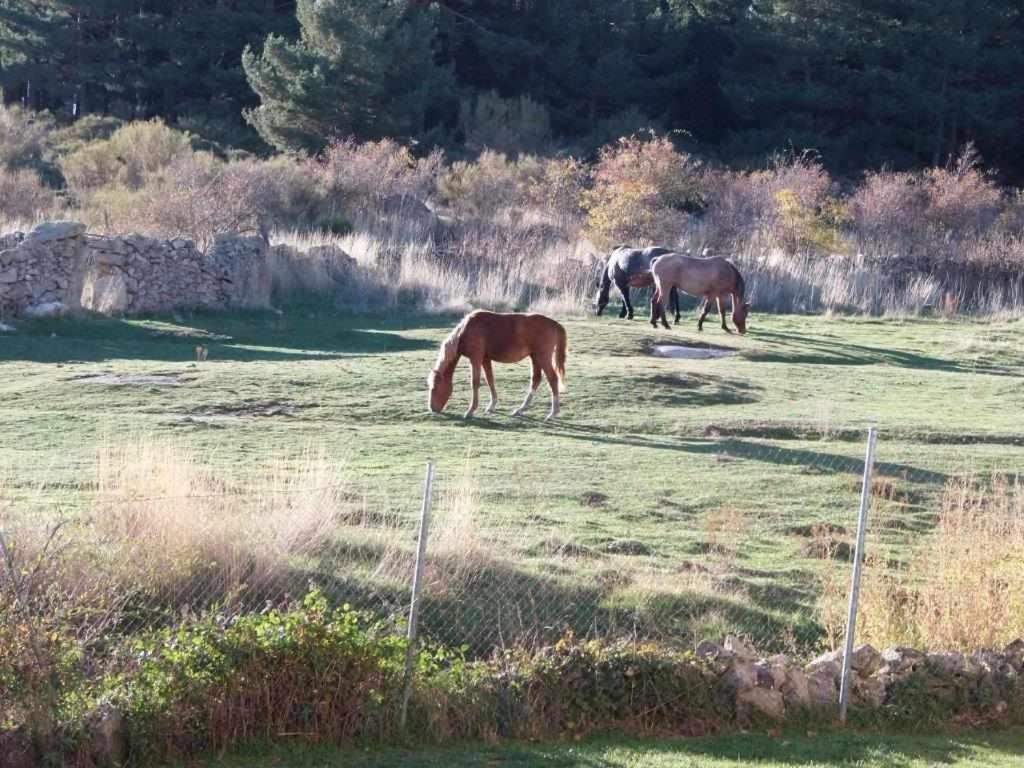 Casa Iona Chalet Adosado Con Vistas A La Montana Navarredonda de Gredos Exteriör bild